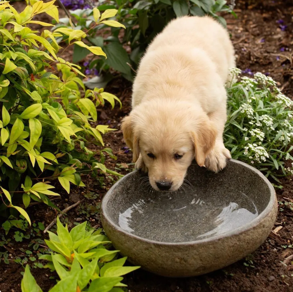 Stone Pet Bowl All Natural