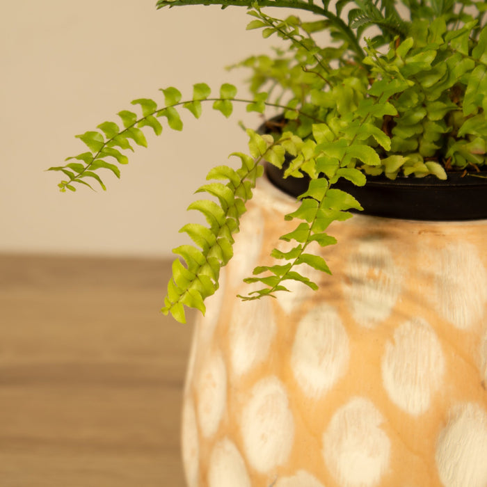White - washed Clay Terracotta Pot - Solange & Frances