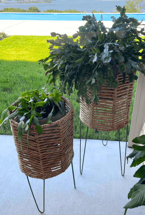 Woven Rattan Barrel Planters- Set of 2 | Solange & Frances