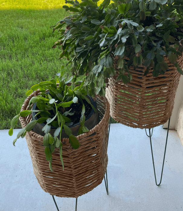 Woven Rattan Barrel Planters- Set of 2 | Solange & Frances