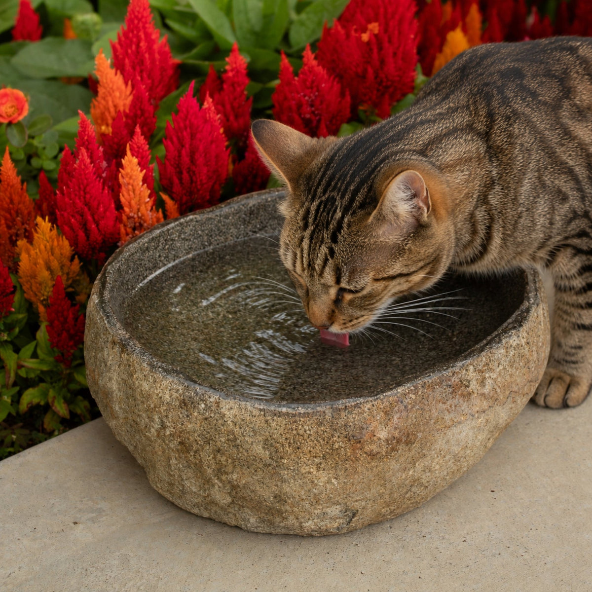 Stone Pet Bowl All Natural - Solange & Frances