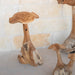 Teak Wood Mushrooms - Solange & Frances