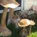 Teak Wood Mushrooms - Solange & Frances