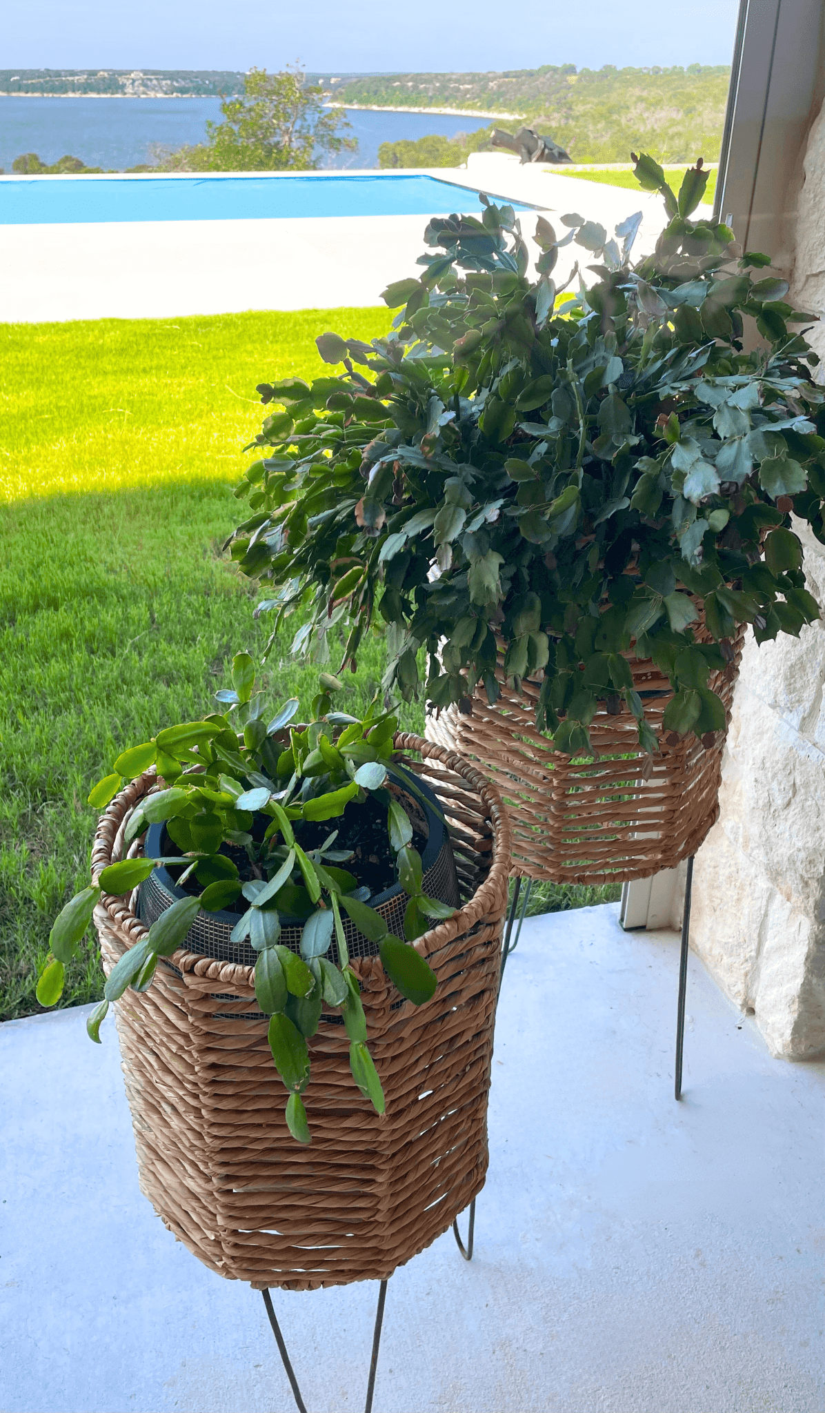 Woven Seagrass Barrel Planter - Solange & Frances